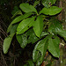 Anthurium pseudoclavigerum - Photo (c) dscherberich, alguns direitos reservados (CC BY-NC), uploaded by dscherberich