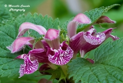 Lamium orvala
