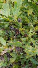 Acacia glaucoptera