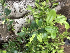 Insecta