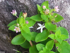 Crassula pellucida pellucida