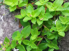 Crassula pellucida pellucida