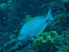 Acanthurus mata