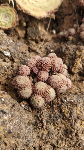 Monanthes polyphylla