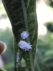 Icerya