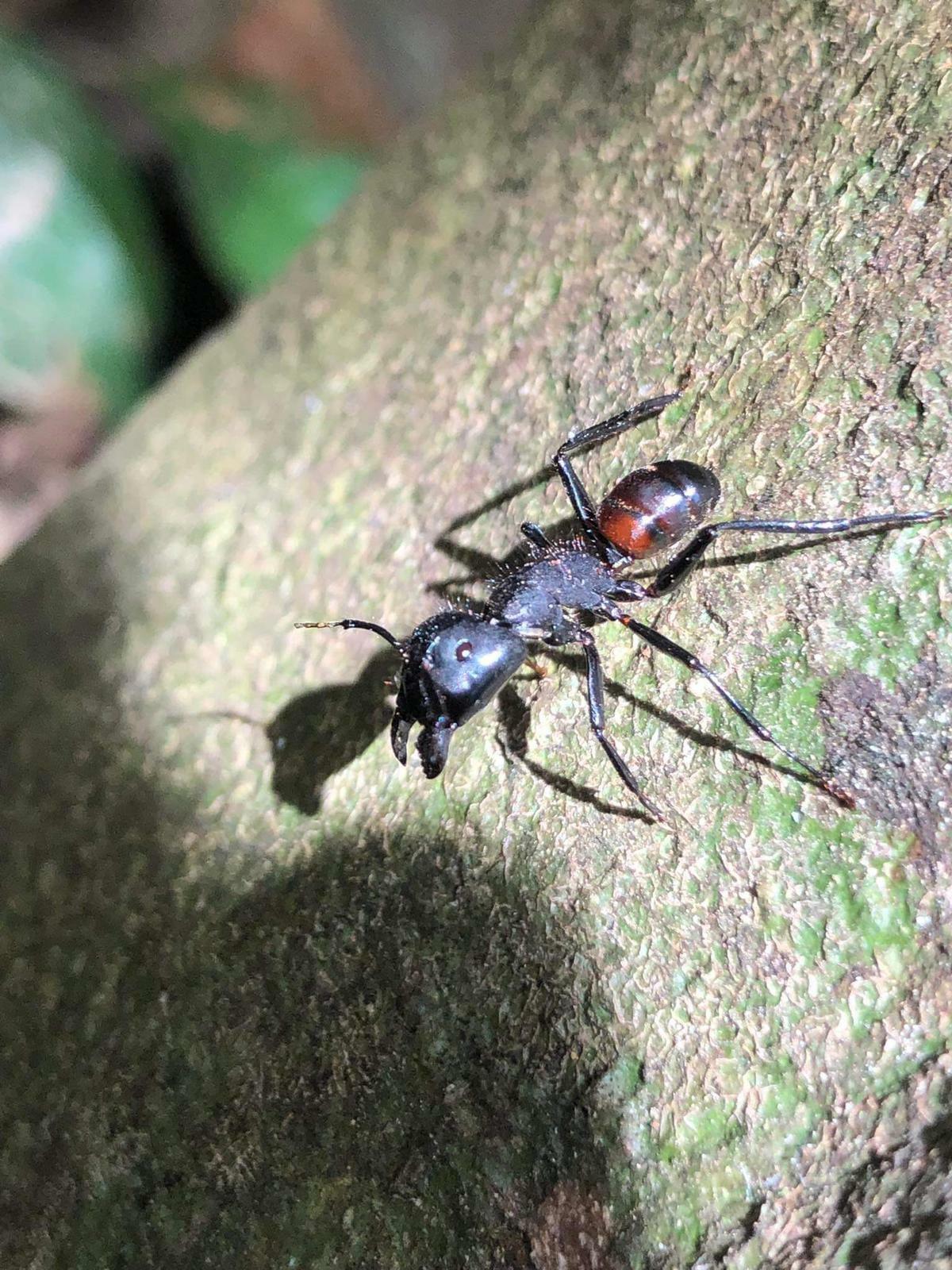Camponotus nigricans