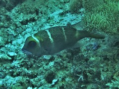 Monotaxis heterodon