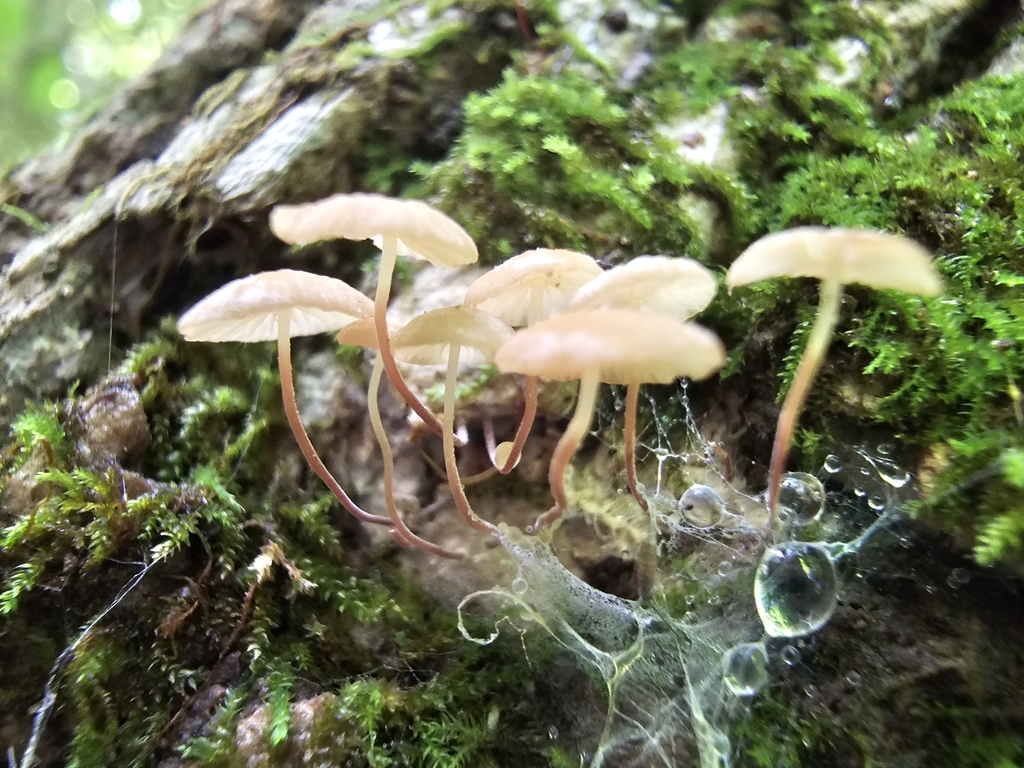 Marasmius sp. 'AL02'