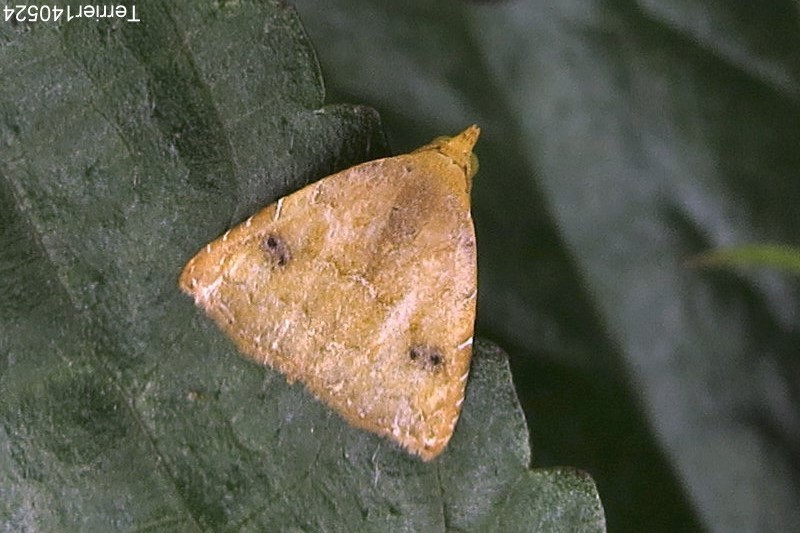 Rivula bioculalis
