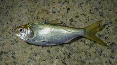 Nematalosa japonica