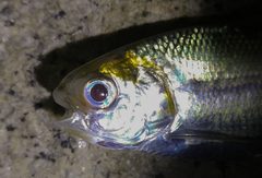 Nematalosa japonica