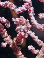 Hippocampus bargibanti