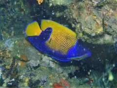 Pomacanthus navarchus