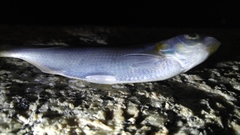 Nematalosa japonica