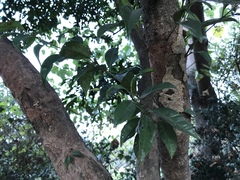 Bridelia tomentosa