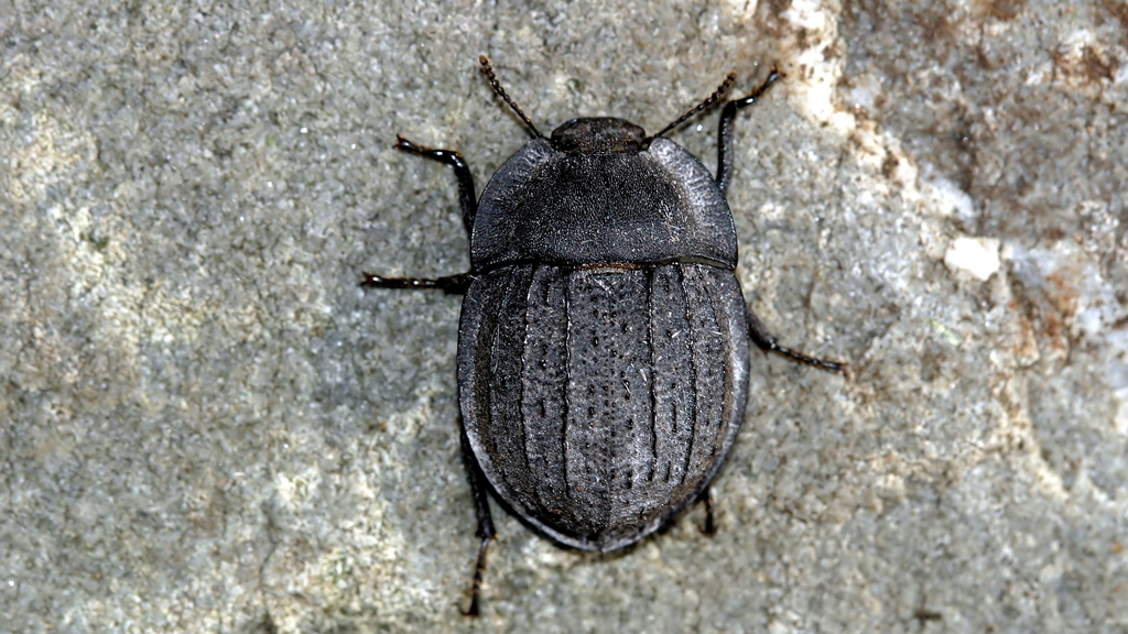 Saragus costatus