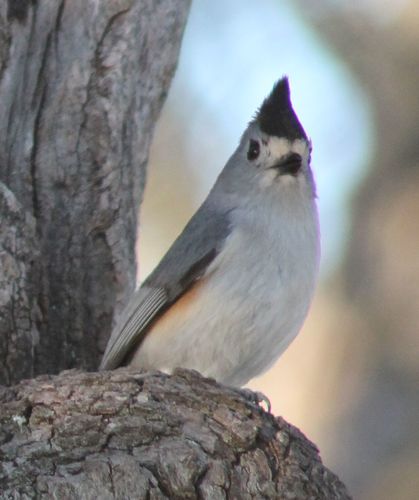 Baeolophus atricristatus