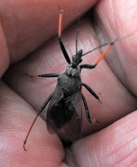 Rhynocoris erythrocnemis