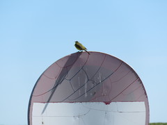 Motacilla flava flava