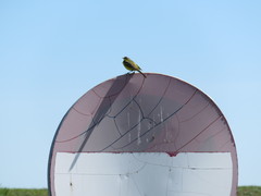 Motacilla flava flava