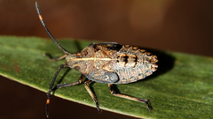 Omyta centrolineata