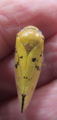 Ptyelus flavescens