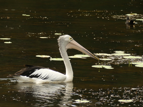 Australian Pelican, photo 10 of 10