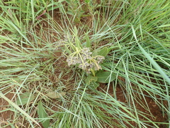 Asclepias fulva