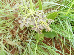 Asclepias fulva