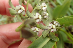 Asclepias fulva