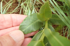 Asclepias fulva