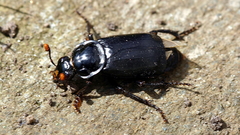 Nicrophorus humator