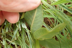 Asclepias fulva