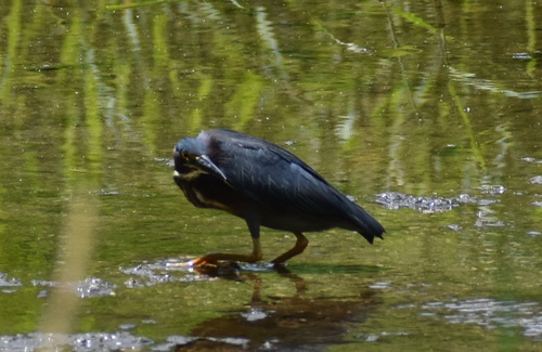 Green Heron photographed in Indiana