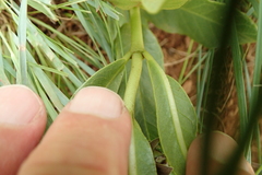 Asclepias fulva