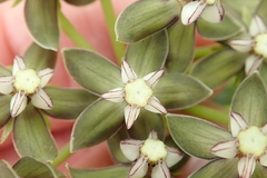 Asclepias fulva