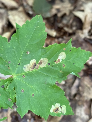 Maple leafblotch miner photo 4