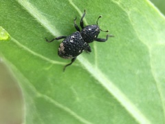 Tyloderma foveolatum