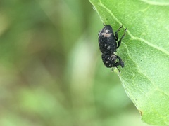 Tyloderma foveolatum