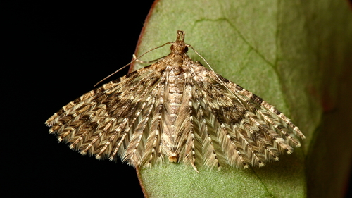 Twenty-plume Moth