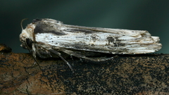 Xylena exsoleta