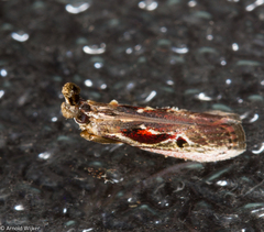 Pseudodavara haemaphoralis