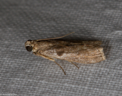 Indomyrlaea ferreotincta