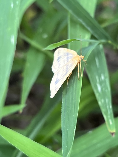 Currant Spanworm Moth and Allies photo 5