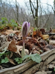 Crocus imperati