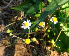 Perityle microglossa