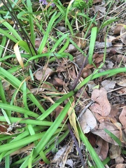 Tulbaghia maritima