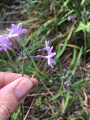 Tulbaghia maritima