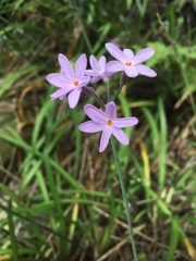 Tulbaghia maritima