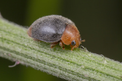 Cryptolaemus